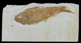 Bargain, Knightia Fossil Fish - Wyoming #60427-1